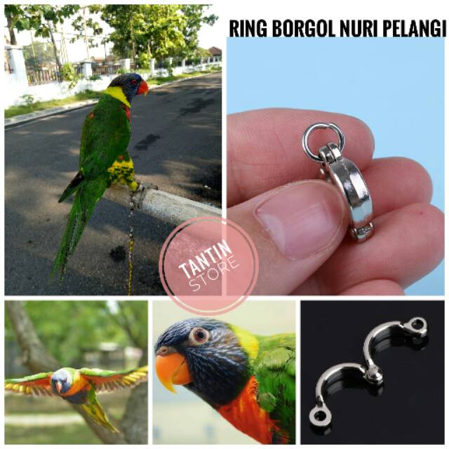 66 Gambar Burung Nuri Pelangi HD Terbaru