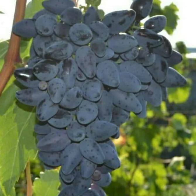 Pusat Grosir Bibit Tanaman Anggur Jupiter Sedles Berkwalitas