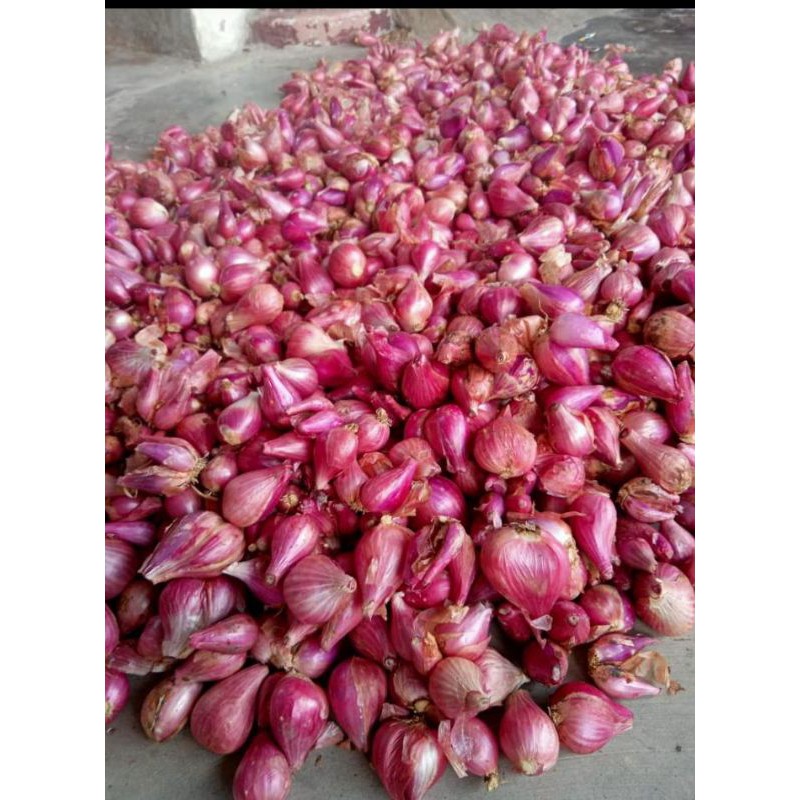 

Bawang Merah Fresh 250Gram Besar Tanggung superan