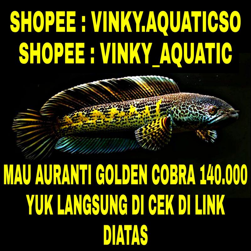 CHANNA AURANTI GOLDEN COBRA MURAH