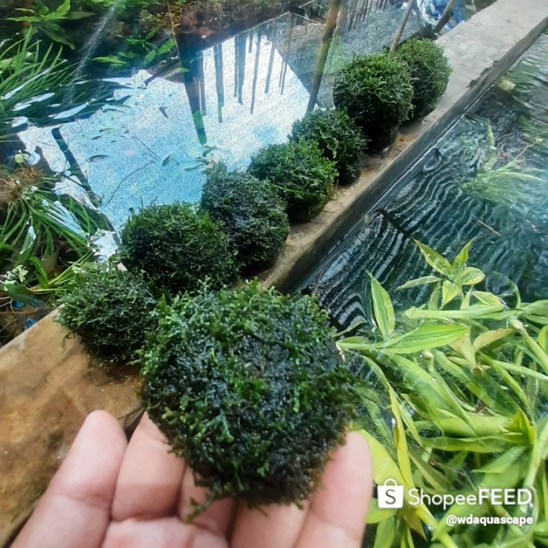 Jual Tanaman Aquascape Hiasan Aquarium Mos Ricadia Media Batu Tanaman Aquascape Hiasan Aquarium