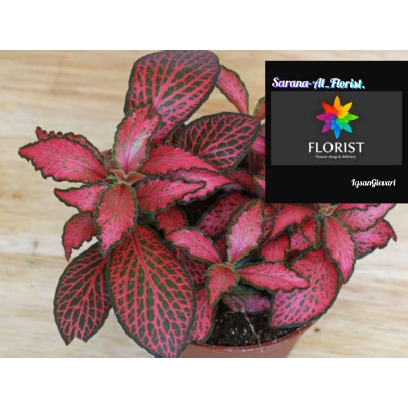 Tanaman hias pitonia red/tanaman hias pitonia Mutiara merah