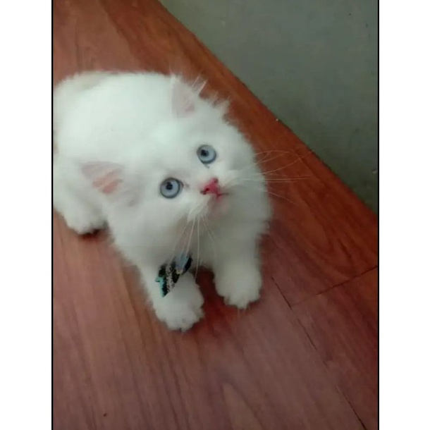 kucing kitten persia himalaya