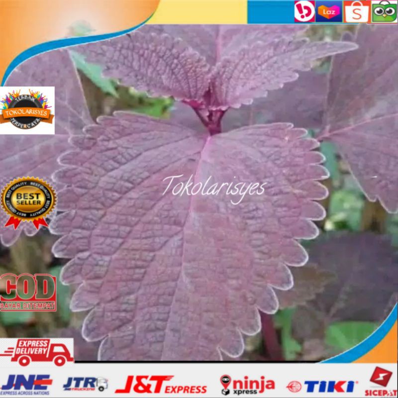 

jawer kotok atau daun Iler 100 gram