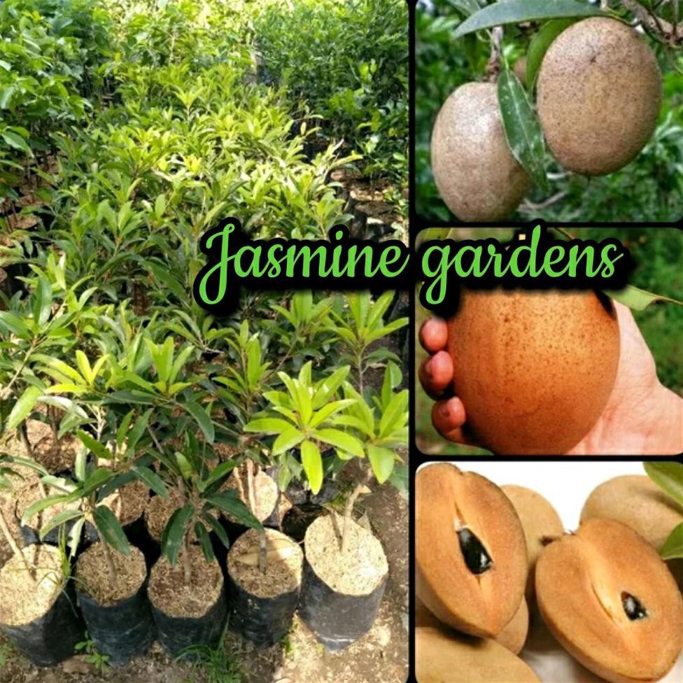 BIBIT OKULASI BIBIT BUAH SAWO JUMBO VIETNAM BANGKOK BIBIT OKULASI