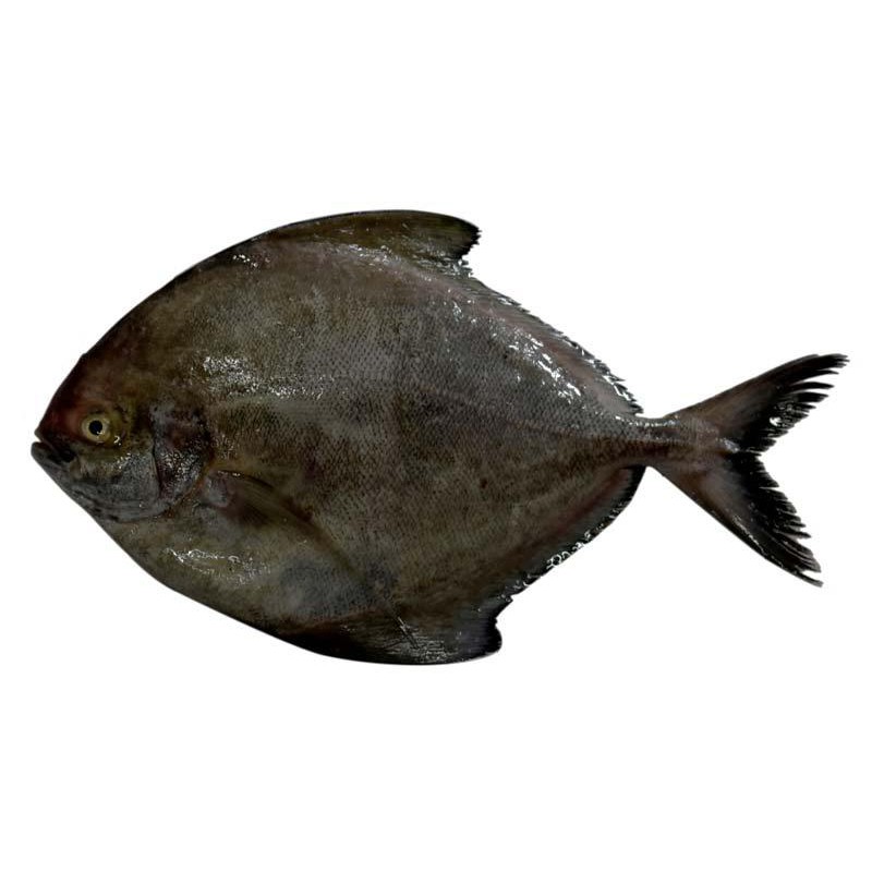 

Bawal Hitam Segar Ikan Bawal Segar Bawal Laut 1Kg