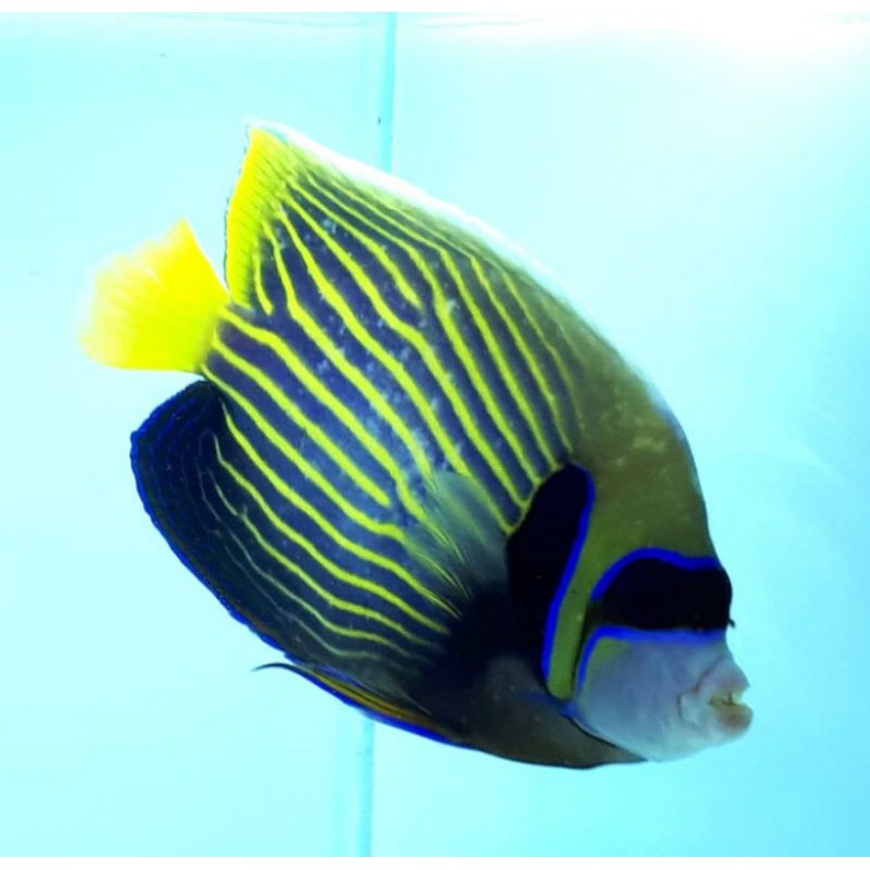 910+ Harga Ikan Hias Air Laut Angelfish HD Terbaik