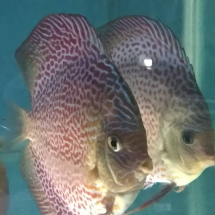 Unik discus leopard Murah