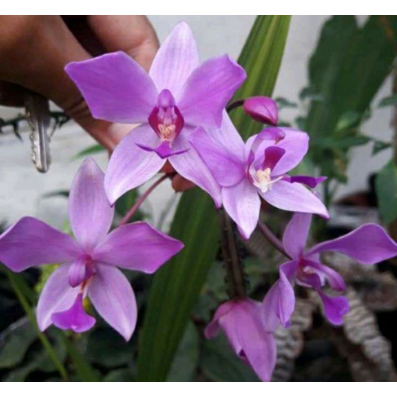 tanaman hias anggrek tanah bunga ungu muda Swift love