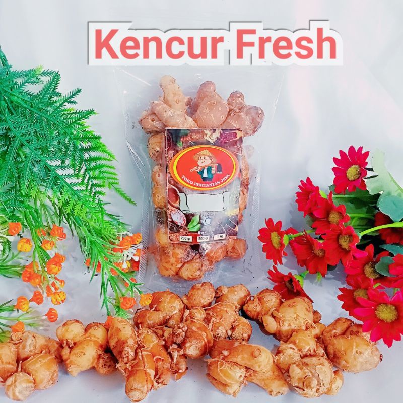

KENCUR FRESH ORIGINAL TERMURAH KWALITAS TERBAIK