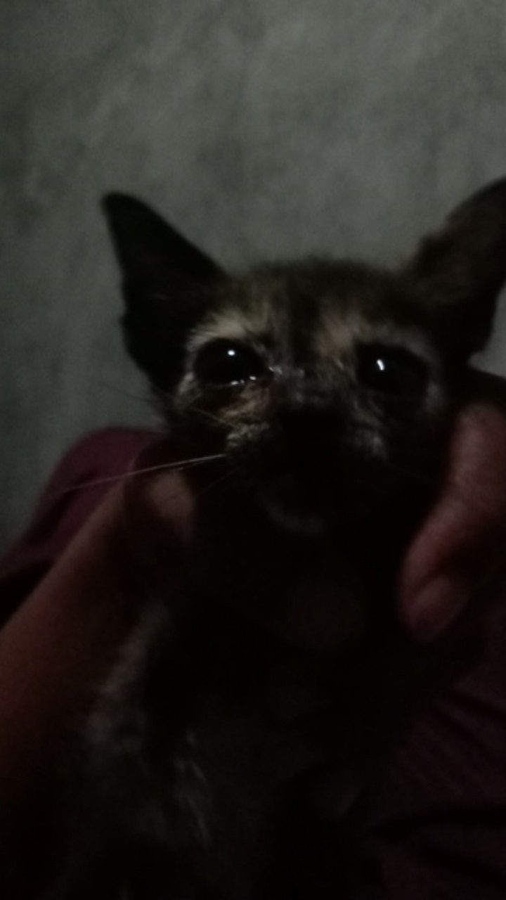 Batik Couple Set Maura Sania Ruffle Ori Ndoro Jowi Dnt M L Xl Xxl Jumbo Termurah