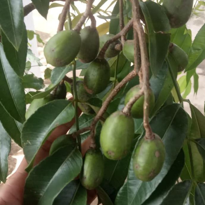 pohon kedongdong berbuah