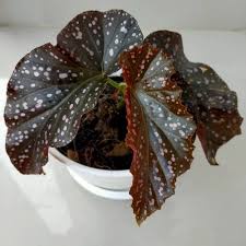 Tanaman hias begonia maculate mocca - begonia polkadot mocca - tanaman daun bergaransi