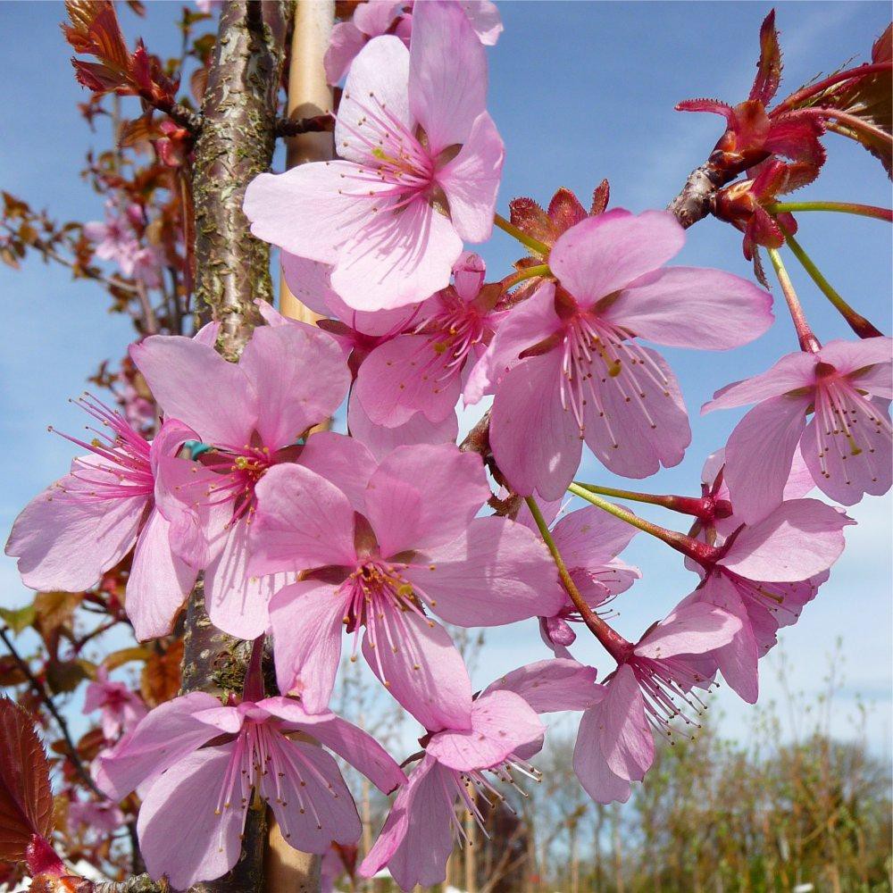 Menakjubkan 18+ Gambar Bunga Sakura