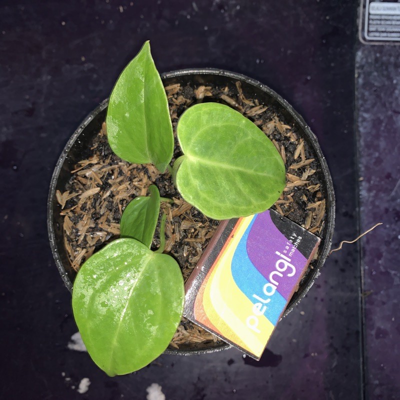 Anthurium veitchii / anturium veitchii