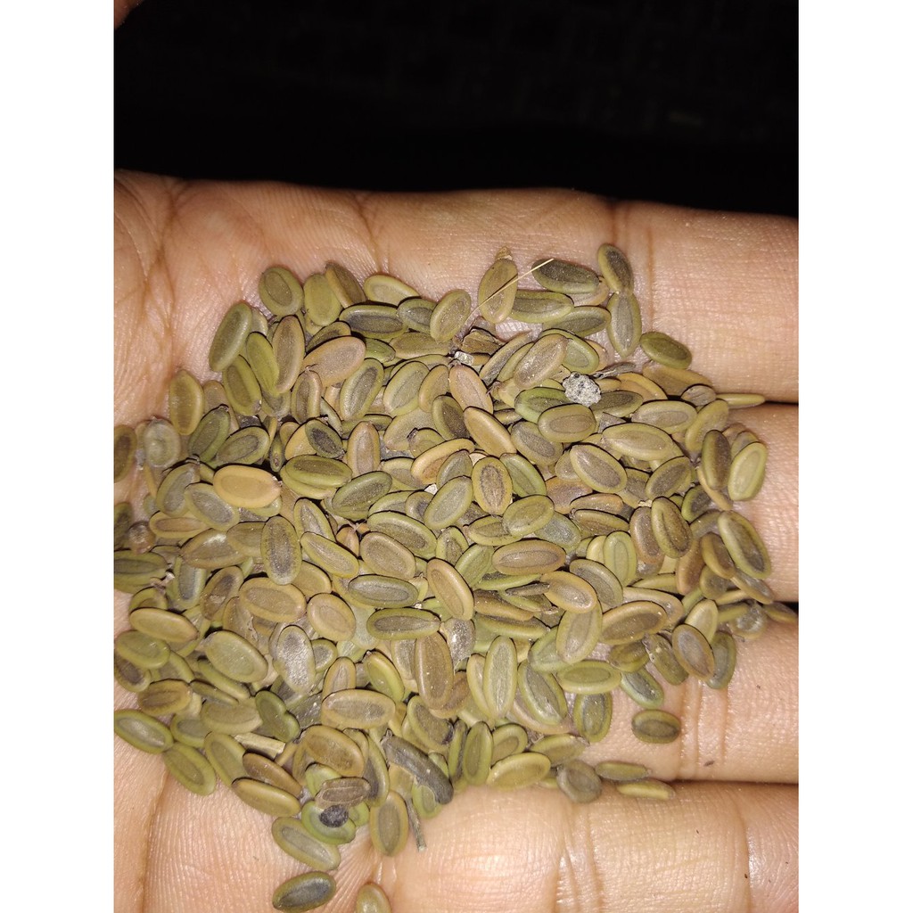 Biji sengon laut