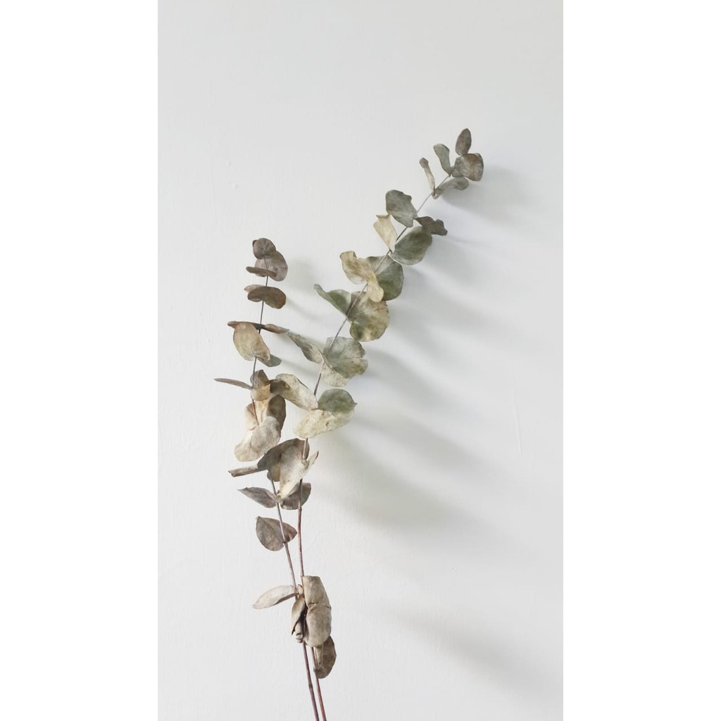 Dried Eucalyptus Cinerea ASLI 1 Batang | Dried Eucalyptus | Daun Kering