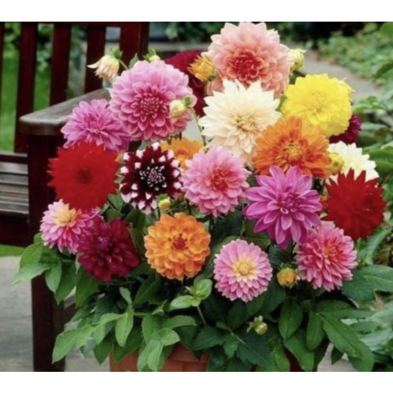 1 Biji Benih BUNGA DAHLIA PINNATA MIX bibit tanaman hias