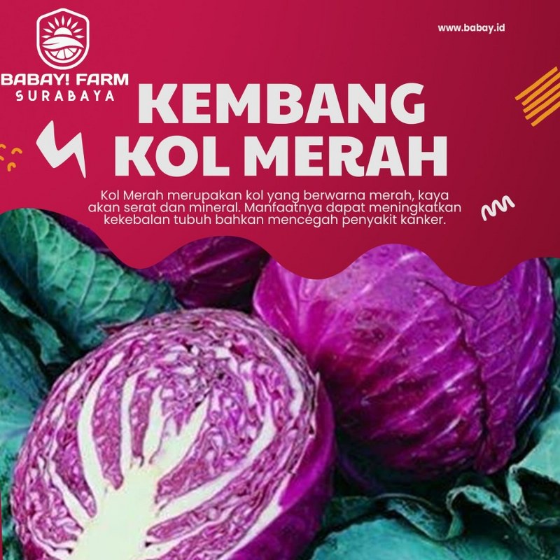 

Kol Merah / Red Cabbage / Kubis Ungu
