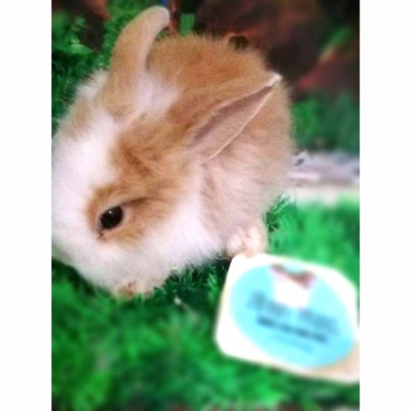 Unik suku cadang Kelinci Angora Lokal 20JUNZ2 Berkualitas