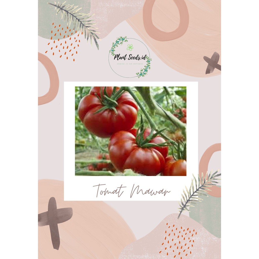 DIY Grow Kit Tomat Mawar