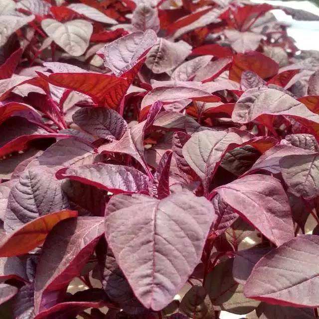 Benih Bibit Bayam Merah