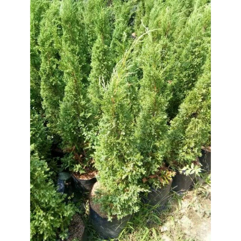 Tanaman hias-cemara-cemara lilin-bibit cemara lilin