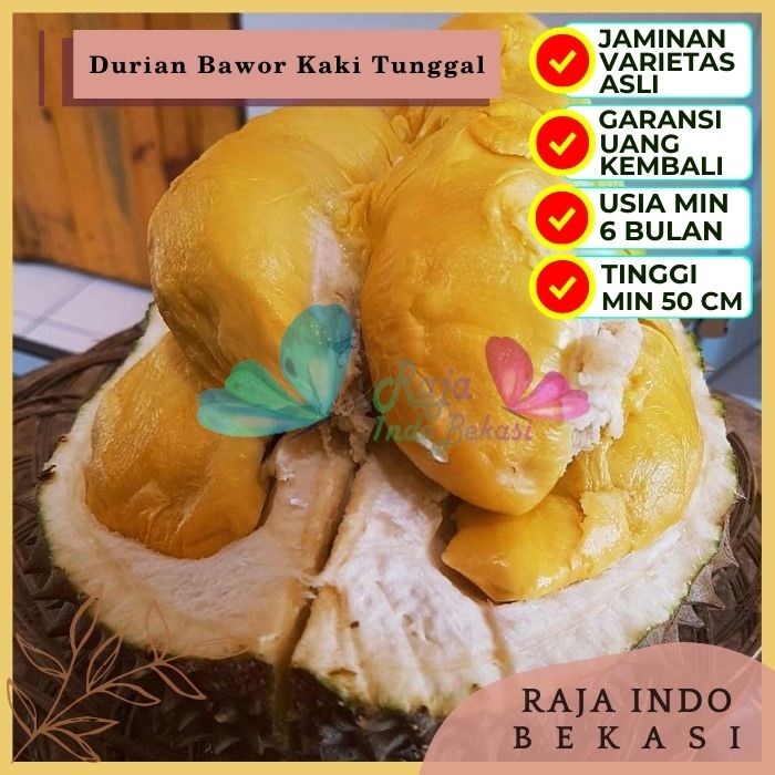 Bibit Tanaman Buah DURIAN BAWOR Premium