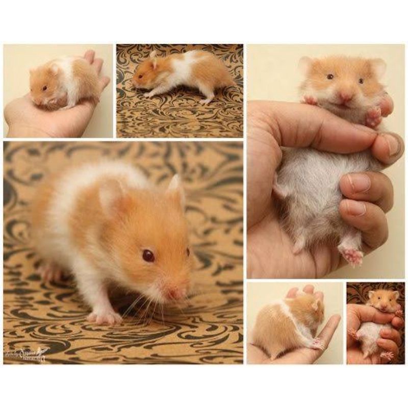 Hamster Syrian Jinak Friendly Lucu Imut MURAH