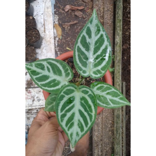 tanaman hias kuping gajah dorayaki