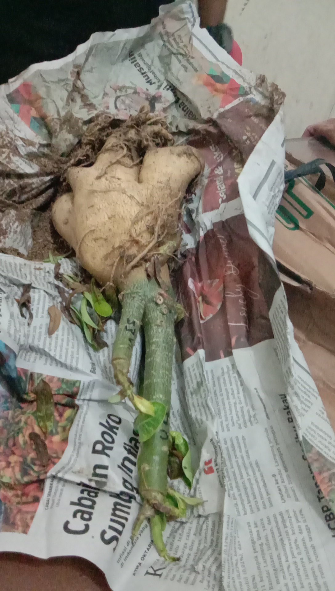 Bibit Bunga Kamboja Jepang Adenium Triple 1 Batang 3 Warna Terbaru 2019