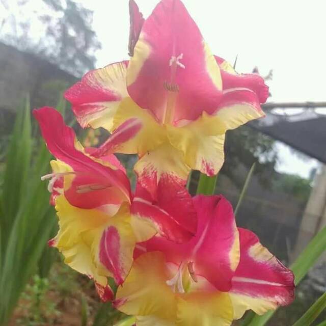 Umbi Gladiol Batik Cantik