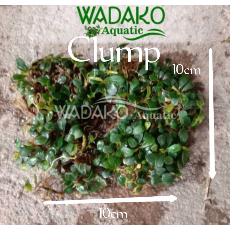 Bucephalandra mini CLUMP aquascape aqurium