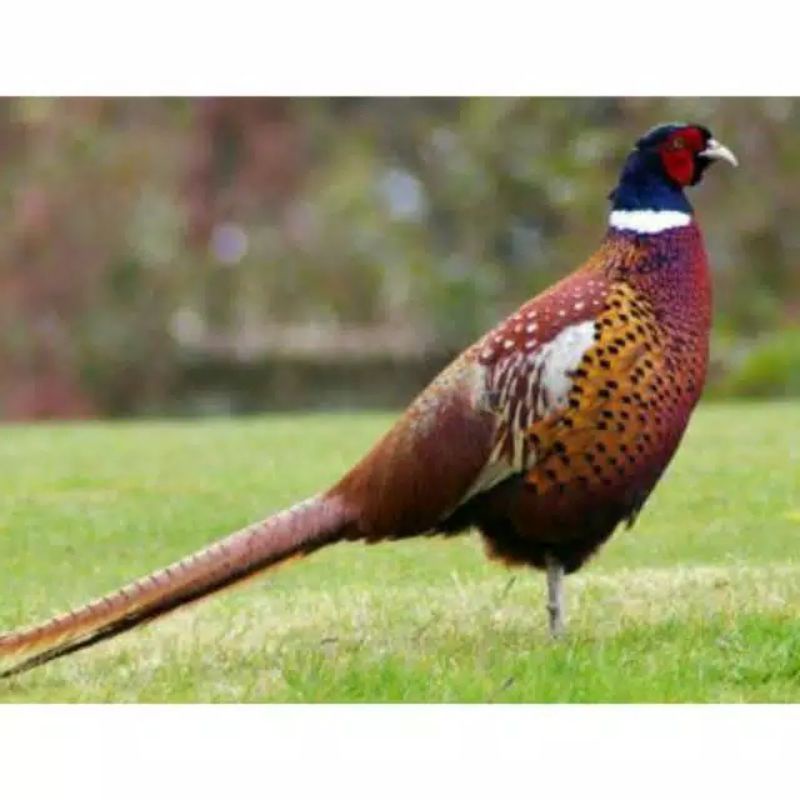 

TELUR AYAM HIAS GREEN RINGNECK PHEASANT UNTUK DI TETASKAN (cod)