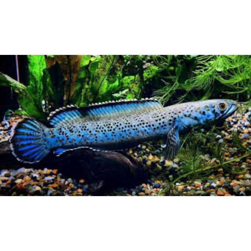 Channa Pardalis 10-15 cm