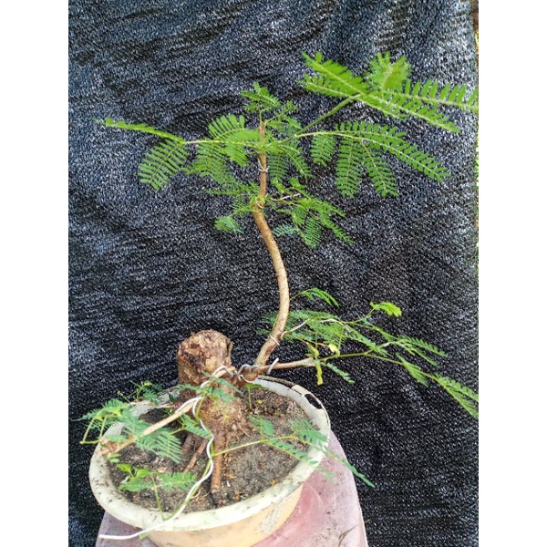 bonsai petai lamtoro tinggal neruskan