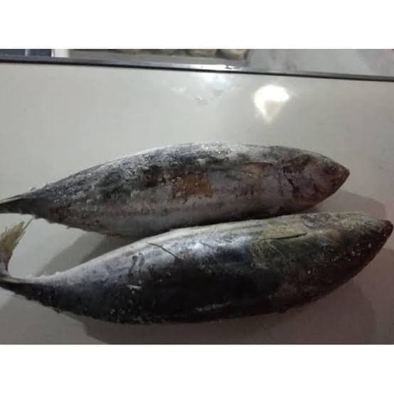 

cue tongkol utuh per ekor