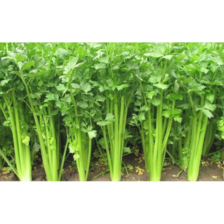 

Seledri Lokal / Local Celery per 1 KG