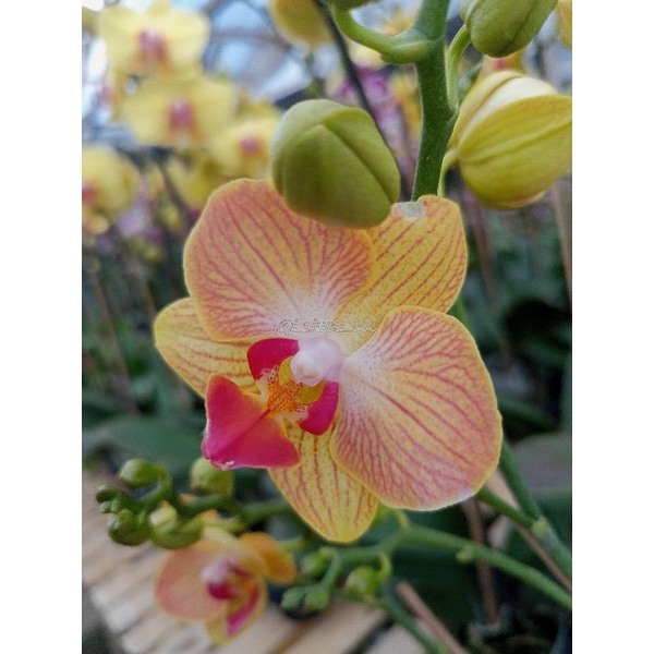 anggrek bulan premium kuning garis merah phalaenopsis hybrid bunga mini kondisi knop mekar