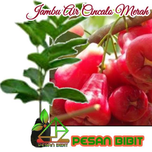 BIBIT JAMBU CINCALO