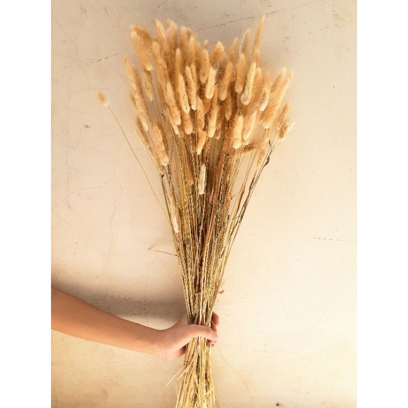bunny tail/lagurus/dried flower/bunga kering satuan