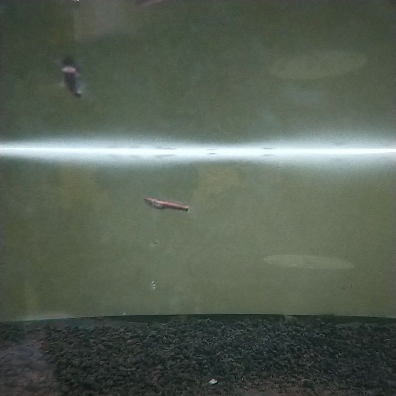 channa blue pulchra great A ukuran 4-5cm