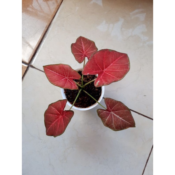 Caladium Srilampoon/Keladi Srilampoon (H41). MOHON BACA DESKRIPSI DULU
