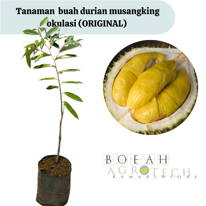 Bibit Tanaman Durian Musangking Okulasi (Jaminan Original)