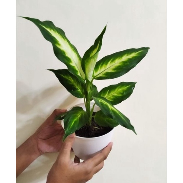 Tanaman Hias Diven Putih Bunga Hias Tanaman Hias Diven Putih