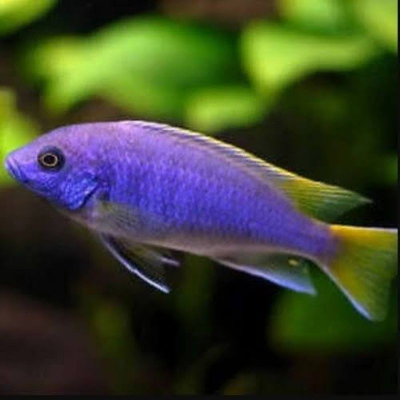 ikan hias aquarium cichlid Acei "msuli point"
