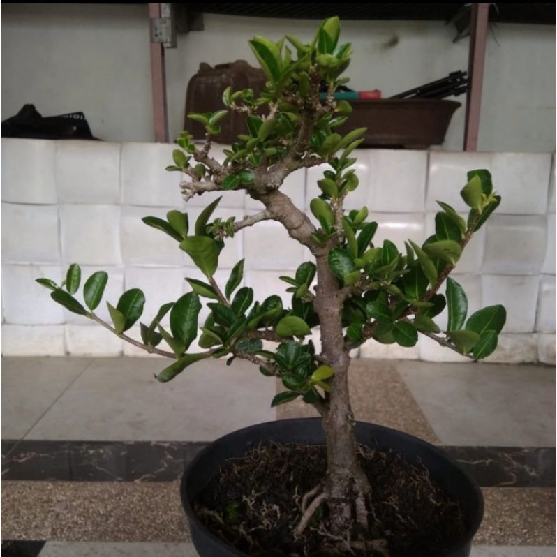 Tanaman Chery Barbados (Sianci)