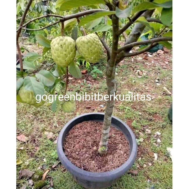 Bibit tanaman bibit buah srikaya besar pohon buah srikaya besar jumbo okulasi