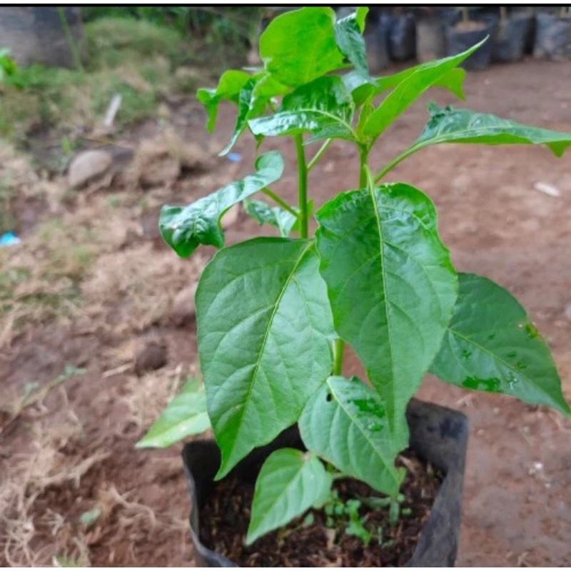Bibit pohon cabe rawit putih/Tanaman buah cabe rawit