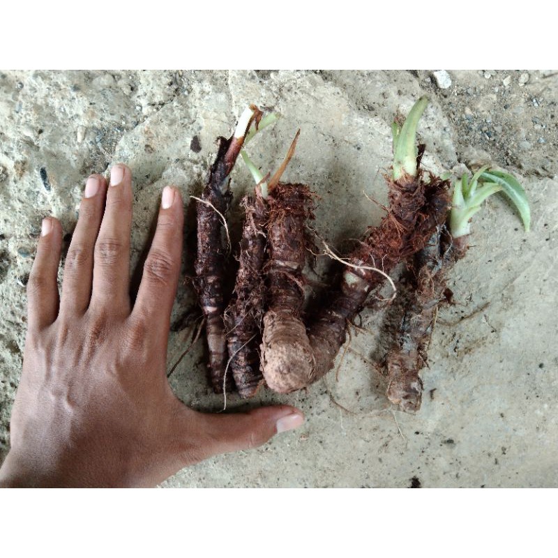 bonggolan alocasia reversa 1kg
